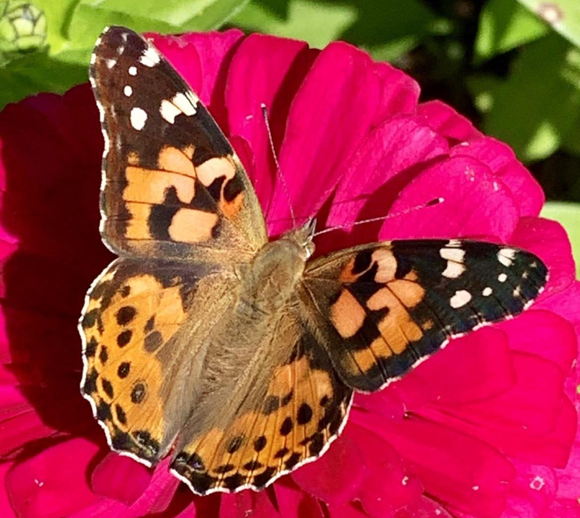 Painted Lady